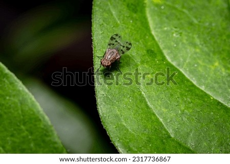 beautiful picture-winged fly on the green laf
