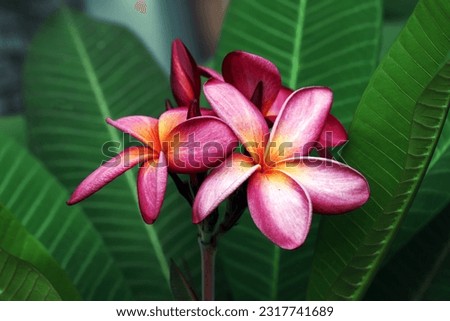Close up image of pink white gradient colors plumeria flowers with its green leaves background