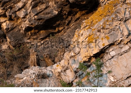 A nest with 3 juvenile Eagle Owls (Bubo bubo) at sunset, in Belgium typically breeding in old quarries, or along the rock walls of the Meuse river valley  Royalty-Free Stock Photo #2317742913