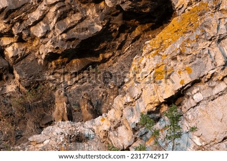A nest with 4 juvenile Eagle Owls (Bubo bubo) at sunset, in Belgium typically breeding in old quarries, or along the rock walls of the Meuse river valley.  Royalty-Free Stock Photo #2317742917