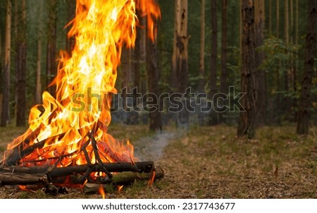 bonfire in the forest behind