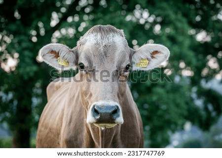 Cow in sunrise sunset farm