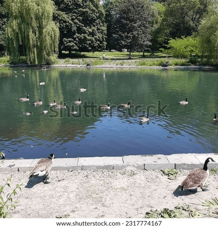 Canadian geese  ( latin name Branta canadensis ) under willow tree swimming in lake  in Wardown Park in Luton in Bedfordshire, England