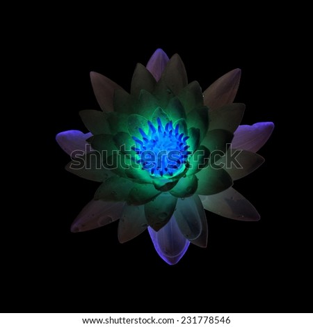 Magic Lotus flower isolated on black 