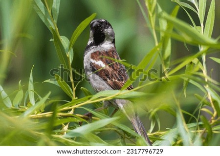 Close up photo of a sparrow siting on branch