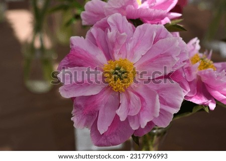 Paeonia, peony Think Pink blooms in the garden in summer