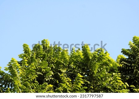 Green treetop with clear blue sky background. Negative space