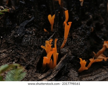 photography of mushroom plants in Indonesian forests