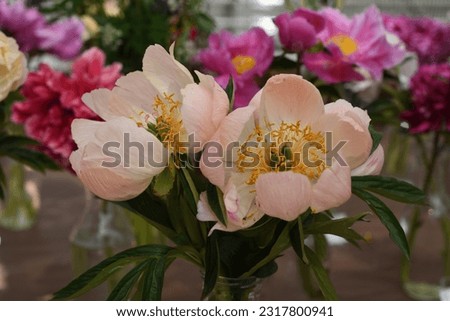Paeonia, peony PARAMOUNT blooms in the garden in summer