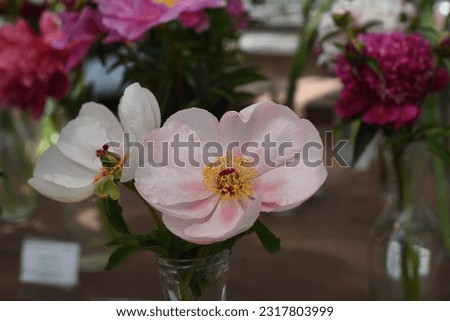 Paeonia, peony Salmon Saucer blooms in the garden in summer Royalty-Free Stock Photo #2317803999