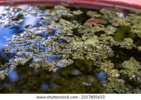 The yellow-green duckweed was floating in a group of water.