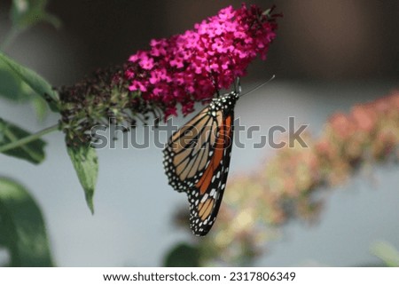A monarch butterfly that is drinking the nectar from a purple Butterfly Bush known as Buddleia. 
