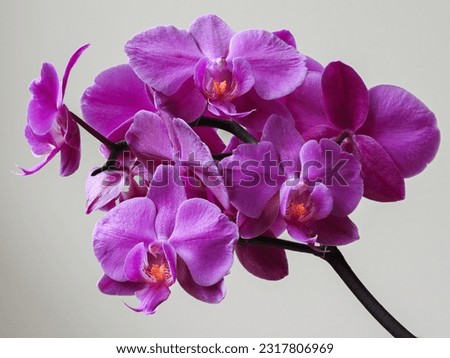 Orchids are plants that belong to the family Orchidaceae a diverse and widespread group of flowering plants with blooms that are often colourful and fragrant.