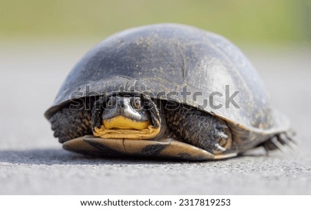 Blanding's turtle crossing the road in the sunshine in Ottawa, Canada
