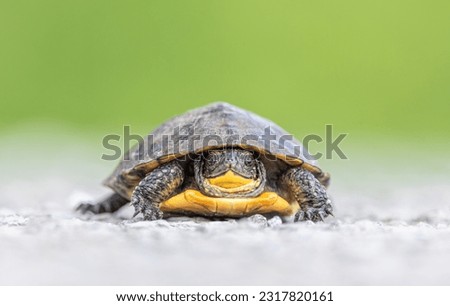 Blandings turtle baby crossing the road in the sunshine in Ottawa, Canada