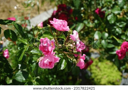 The ground cover rose  'Palmengarten Frankfurt', Kordes 1988, grows broad-bushy and is up to 80 cm high. Its bright pink flowers are richly double. Berlin, Germany Royalty-Free Stock Photo #2317822421