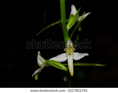 Platanthera bifolia, commonly known as the lesser butterfly-orchid, is a species of orchid in the genus Platanthera, having certain relations with the genus Orchis,where it was previously included.
