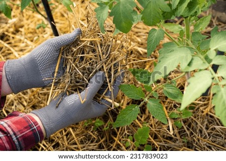 mulching tomatoes in the greenhouse with straw, the farmer's hands hold straw, dried cereals as protection against late blight Royalty-Free Stock Photo #2317839023