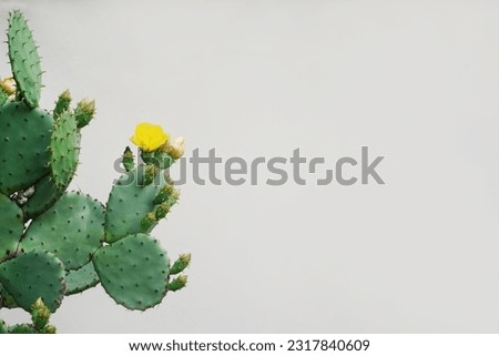 Cactus flower as retro vintage background. Prickly pear cactus in pastel tone, copy space Royalty-Free Stock Photo #2317840609