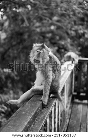 Selected focus of monochrome picture of Monkeys (Macaca Fascicularis) having fun relaxing in the afternoon at Monkey Forest, Bali