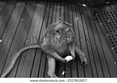 Selected focus monochrome picture of Monkeys (Macaca Fascicularis) having fun relaxing in the afternoon at Monkey Forest, Bali