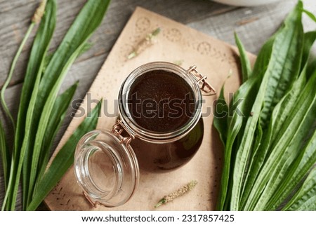 A jar of ribwort plantain syrup with fresh Plantago lanceolata leaves on a table Royalty-Free Stock Photo #2317857425