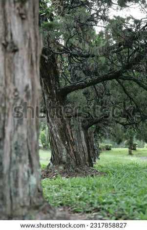 Pine tree in the park. Nature background. Selective focus.