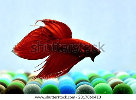 Betta fish fancy red veiltail, Siamese fighting fish on isolated blue background.