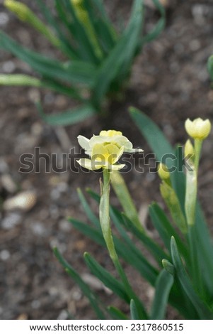 Daffodil Minnow flowers - Latin name - Narcissus Minnow Royalty-Free Stock Photo #2317860515