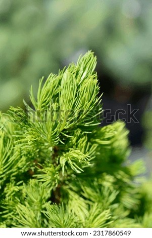 Dwarf Alberta spruce Conica December - Latin name - Picea glauca Conica December Royalty-Free Stock Photo #2317860549