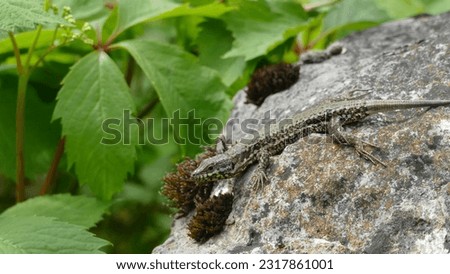 Common wall lizard Podarcis muralis perched on a grey rock in a Swiss Nature Reserve - Les Grangettes - in Canton de Vaud on a sunny Spring day
