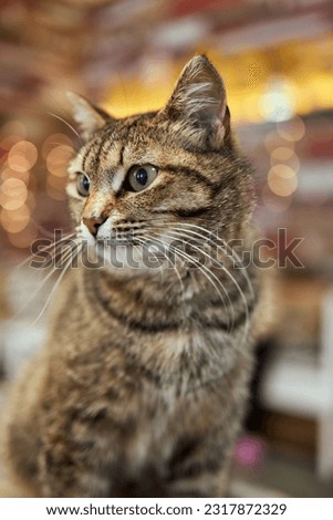 Close-up of European Shorthair cat, 9 months old