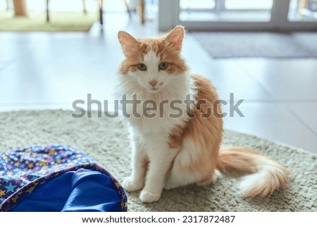 Calico Cat Framed and Alert in Cat Tunnel Toy