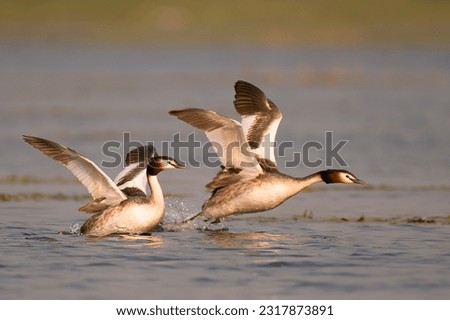 Great crested grebe take off shot in golden light