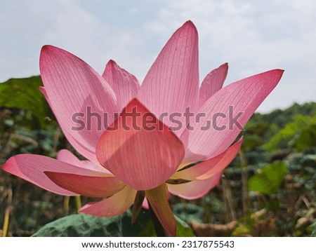 this is Waterlily or Lotus  Royalty-Free Stock Photo #2317875543