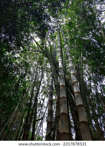 Large betung bamboo in the forest rises high against the sky