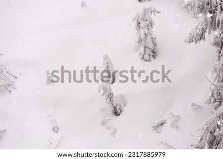 Snow covered trees. Picturesque winter scene. Magical winter forest. Natural landscape with snowdrifts. Happy New Year!