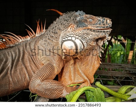 Close up of red iguana head with beautiful skin holding on the timber