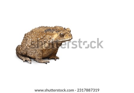 Common toad or Southeast Asian toad isolated on white background