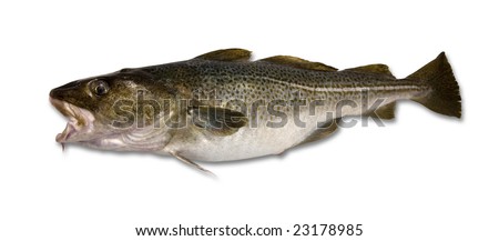 Fresh caught Cod isolated on a white background