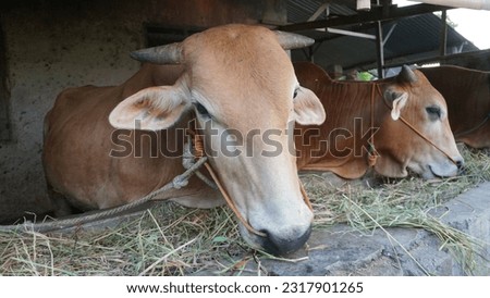A picture of cows eat grass in the barn