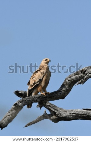 Lesser spotted eagle in the Kruger National Park