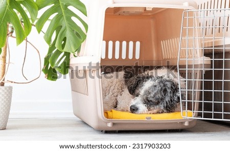 Travel carrier box for animals. Cute bichon frise dog sleeping in travel pet carrier, white wall background, copy space