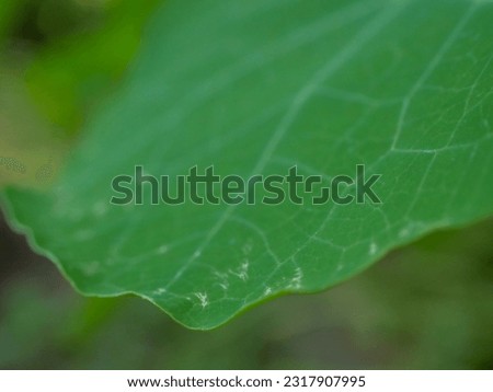 Macro shot of green leaf.