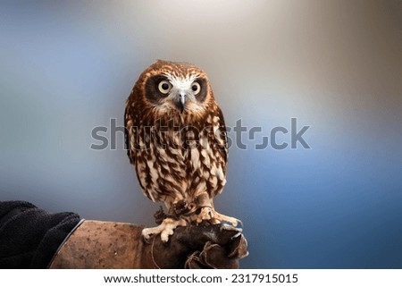 Brown Hawk Owl on a falconer's hand at Skaill House Mainland, Orkney, Scotland
