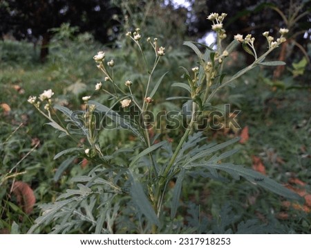 Parthenium hysterophorus is a species of flowering plant in the family Asteraceae. It is native to the American tropics. Common names include Santa-Maria, Santa Maria feverfew, whitetop weed.