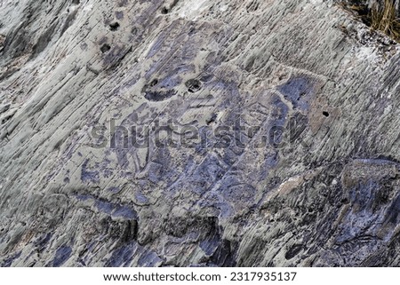 Petroglyph carved on a rock depicting wolf animal dated 35-1 centuries BC on the banks of the Tom River in Siberia