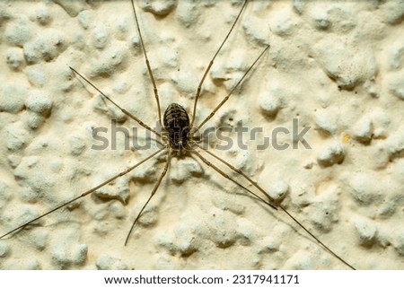 Opiliones spider on the wall macro shot Royalty-Free Stock Photo #2317941171