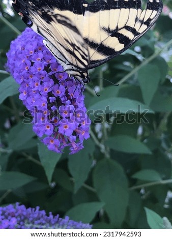 Eastern tiger swallowtail butterfly on purple butterfly bush