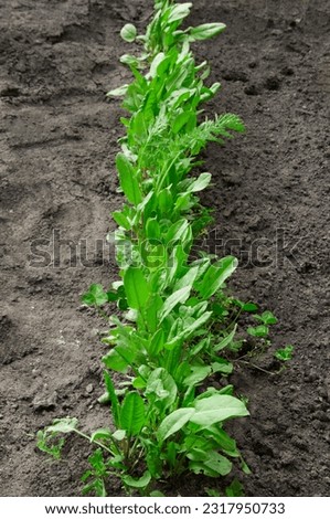 a bed of green sorrel on black earth. raw food concept. young lettuce grows in the garden Royalty-Free Stock Photo #2317950733